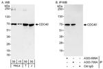 CDC40 Polyclonal Antibody