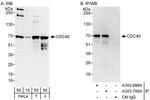 CDC40 Polyclonal Antibody