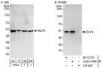 ELP4 Polyclonal Antibody