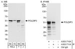 POLDIP3 Polyclonal Antibody