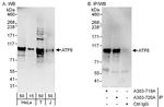 ATF6 Antibody in Western Blot (WB)