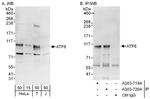ATF6 Antibody in Western Blot (WB)