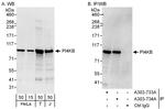 PI4KB Polyclonal Antibody
