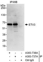 ETV3 Polyclonal Antibody