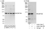 ZNF184 Polyclonal Antibody