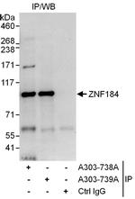 ZNF184 Polyclonal Antibody