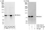 IRAK1 Polyclonal Antibody