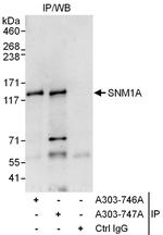 SNM1A Polyclonal Antibody