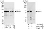 SNM1A Polyclonal Antibody