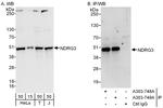 NDRG3 Antibody in Western Blot (WB)