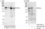Erbin Polyclonal Antibody