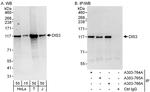 DIS3 Polyclonal Antibody