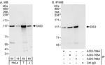 DIS3 Polyclonal Antibody