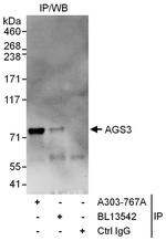 AGS3 Polyclonal Antibody
