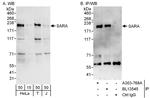 SARA Polyclonal Antibody