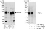 REPS1 Antibody in Western Blot (WB)
