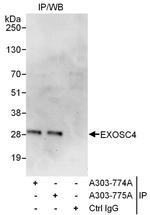 EXOSC4 Polyclonal Antibody