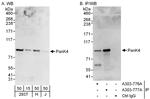 PanK4 Polyclonal Antibody