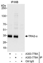 TRA2-alpha Polyclonal Antibody