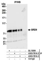 BRD9 Antibody in Immunoprecipitation (IP)