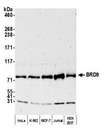 BRD9 Polyclonal Antibody
