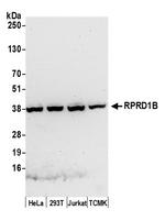 RPRD1B Polyclonal Antibody