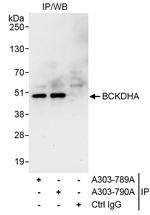 BCKDHA Polyclonal Antibody