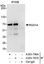 RGS14 Polyclonal Antibody