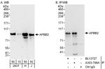 APBB2 Polyclonal Antibody