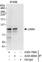 LIN54 Polyclonal Antibody