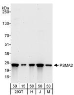 PSMA2 Antibody in Western Blot (WB)