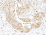 PSMD7 Antibody in Immunohistochemistry (Paraffin) (IHC (P))