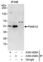 PSMD12 Polyclonal Antibody