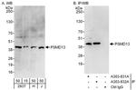 PSMD13 Antibody in Western Blot (WB)