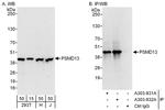 PSMD13 Polyclonal Antibody