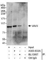 VAV3 Polyclonal Antibody