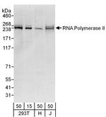 RNA Polymerase II Polyclonal Antibody
