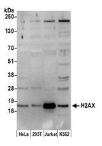 H2AX Antibody in Western Blot (WB)