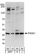 PSMA1 Antibody in Western Blot (WB)