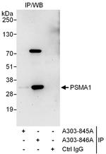 PSMA1 Antibody in Immunoprecipitation (IP)