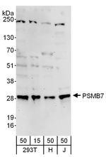 PSMB7 Antibody in Western Blot (WB)
