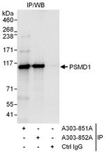 PSMD1 Antibody in Immunoprecipitation (IP)