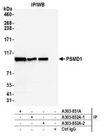 PSMD1 Antibody in Immunoprecipitation (IP)