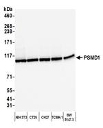 PSMD1 Antibody in Western Blot (WB)
