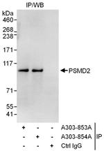 PSMD2 Antibody in Immunoprecipitation (IP)