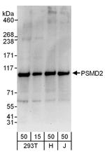 PSMD2 Antibody in Western Blot (WB)