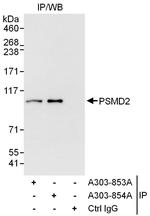 PSMD2 Antibody in Immunoprecipitation (IP)