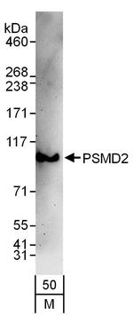 PSMD2 Antibody in Western Blot (WB)