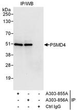 PSMD4 Antibody in Immunoprecipitation (IP)
