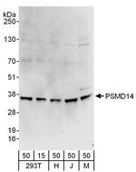 PSMD14 Polyclonal Antibody